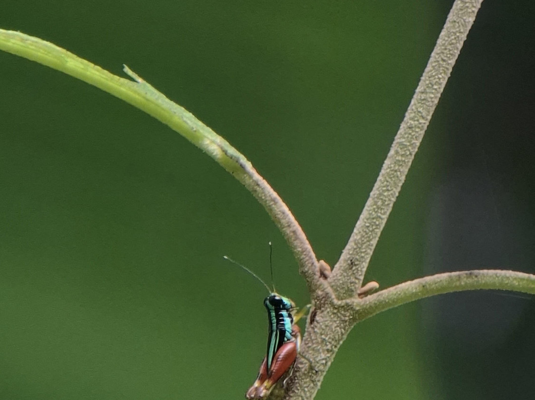 SimbiOsa Wild Costa Rica-哥斯达黎加安东尼奥国家公园必去景点