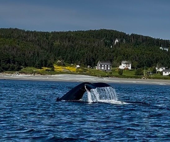 Twillingate Adventure Tours-Twillingate必去景点