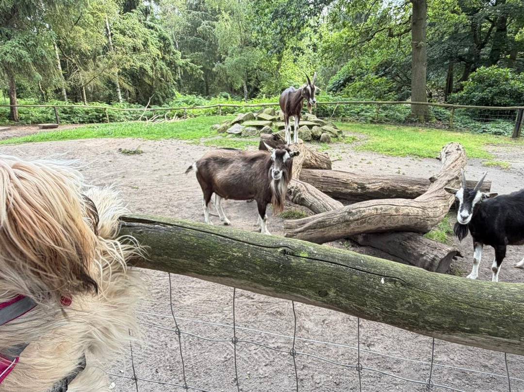 Tierpark Ströhen - Der Entdeckerzoo-Strohen必去景点