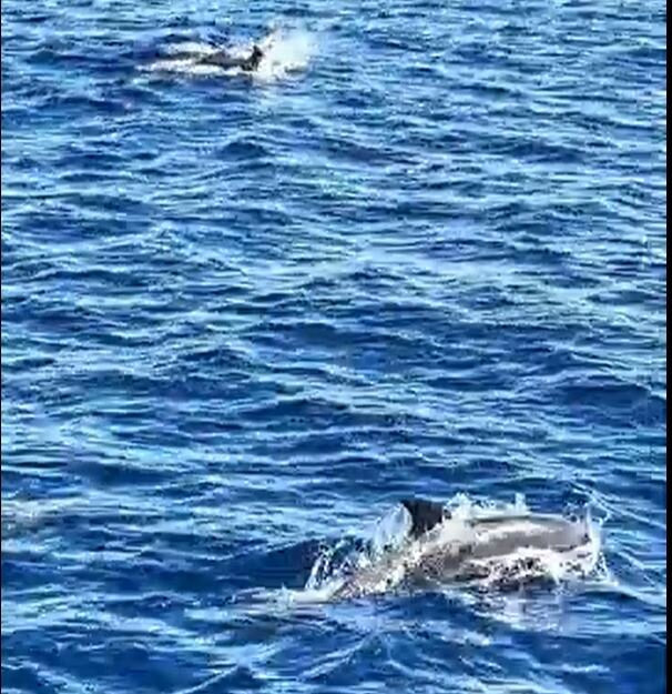 Aquilia Fishing Charter