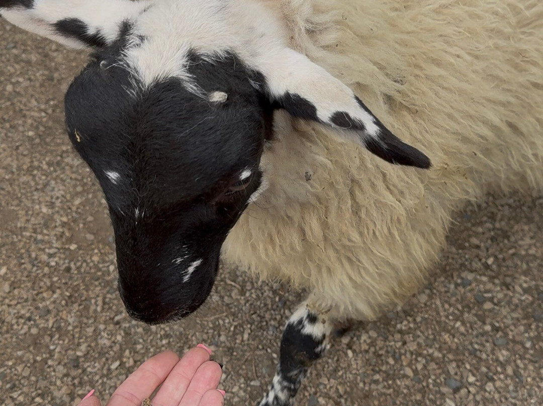 Sheep Smarts-Rathdrum必去景点