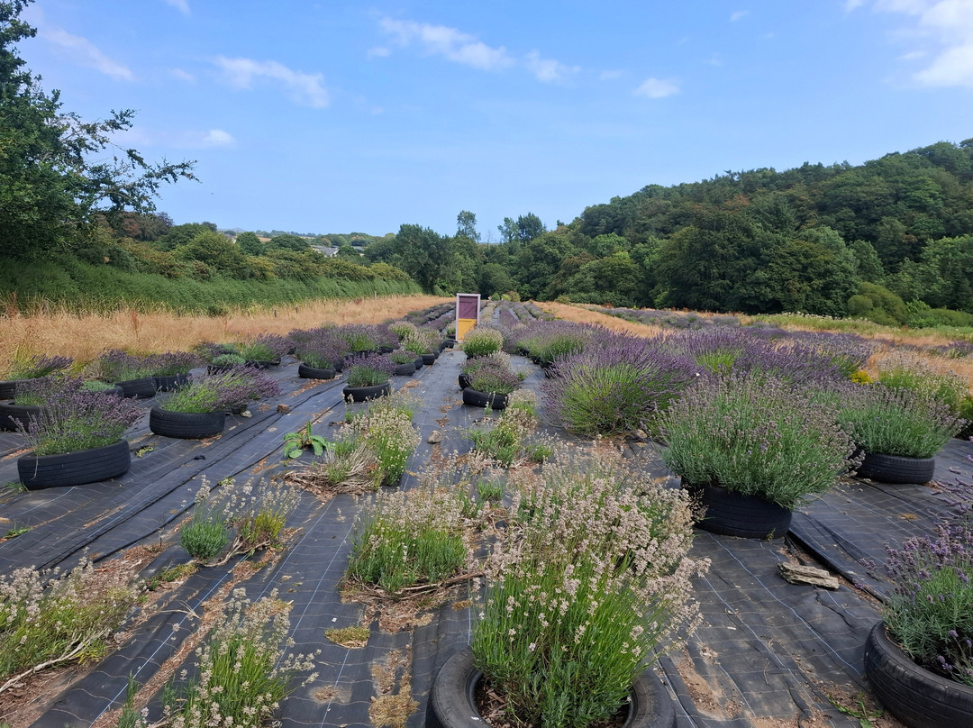 Wexford Lavender Farm-Inch必去景点