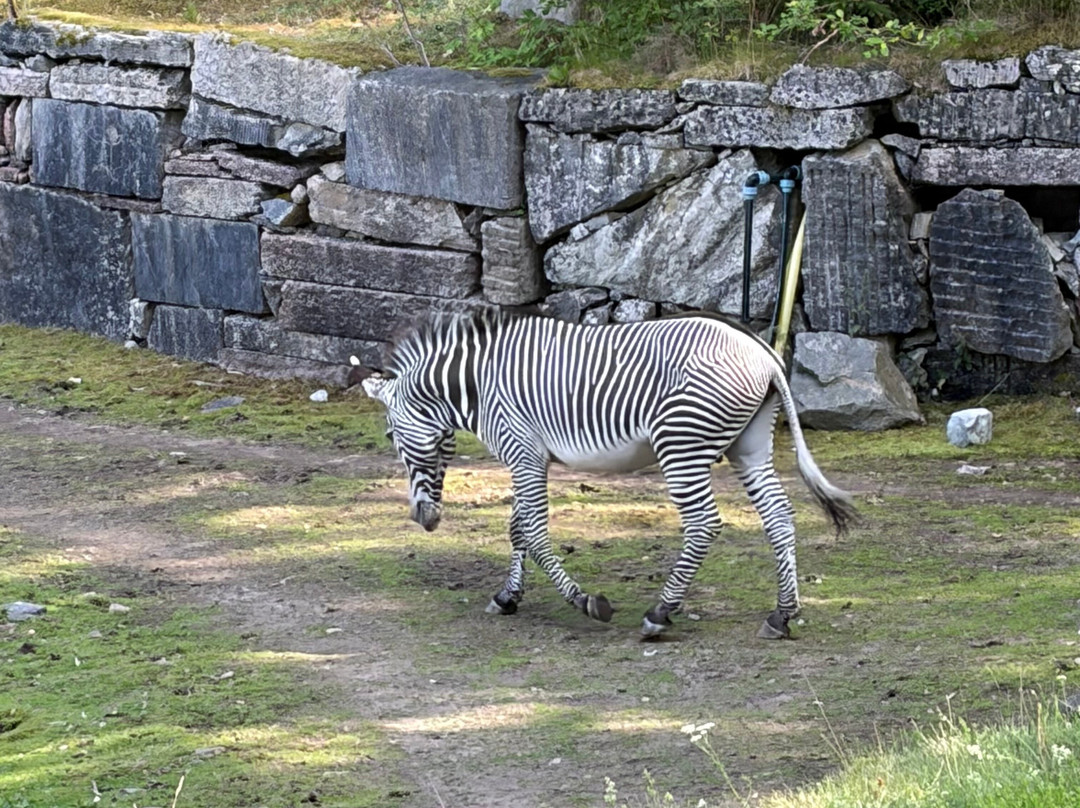 Kolmården Zoo-Kolmarden必去景点