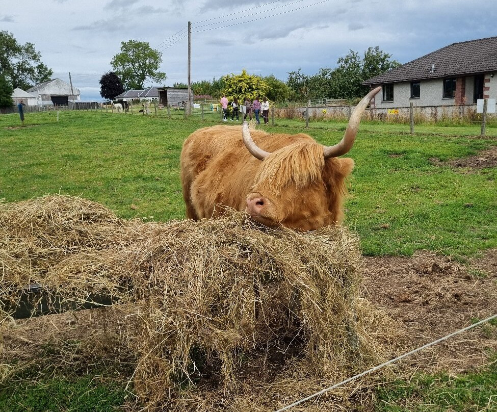 Robertson's - The Larder & Highland Cows - Beauly-Beauly必去景点