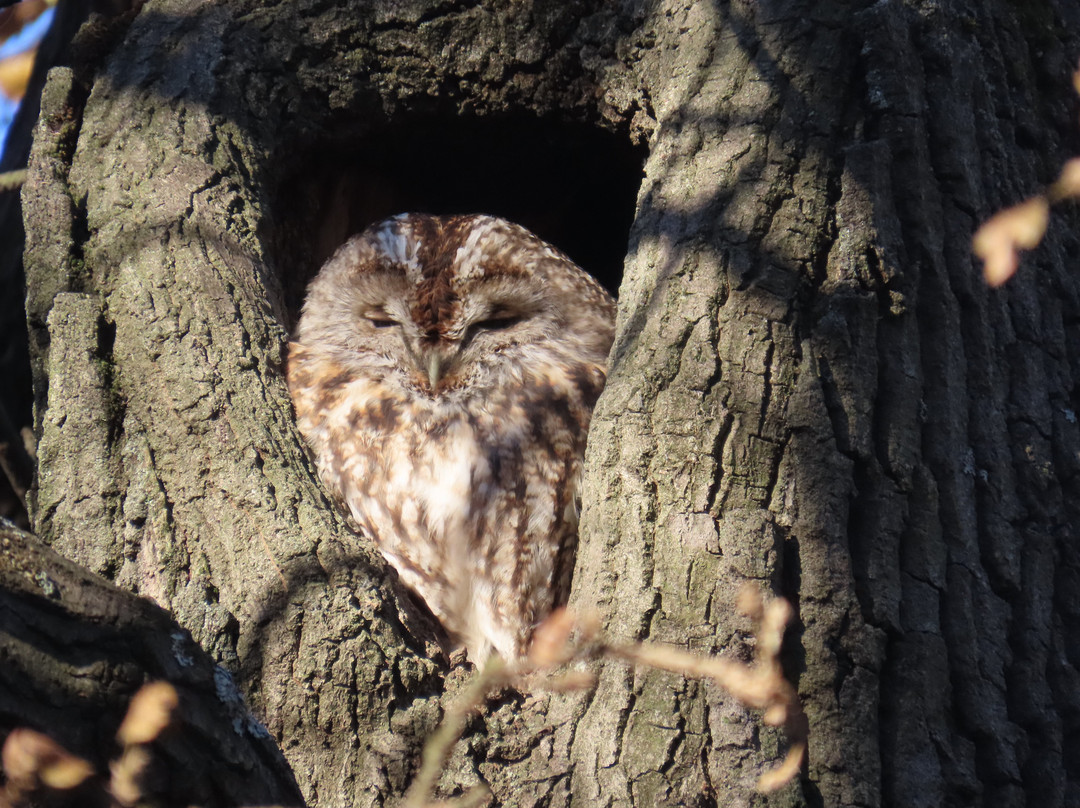 Hungarianbirdwatching.com Day Tours-布达佩斯必去景点
