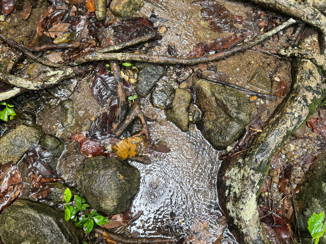 Khao Lak-Lam Ru National Park-Khuekkhak必去景点
