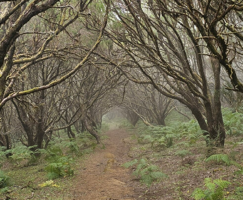 Madeira Wonder Hikes-沙尔必去景点