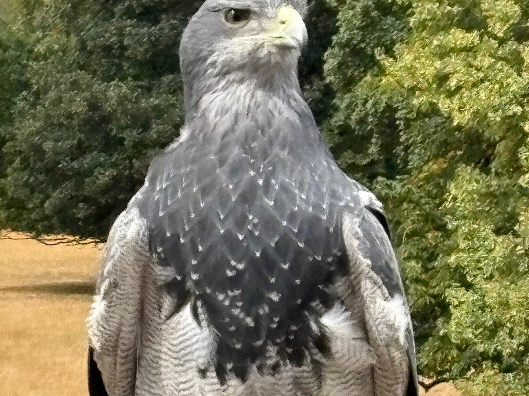 National Centre For Birds Of Prey-赫尔姆斯利必去景点