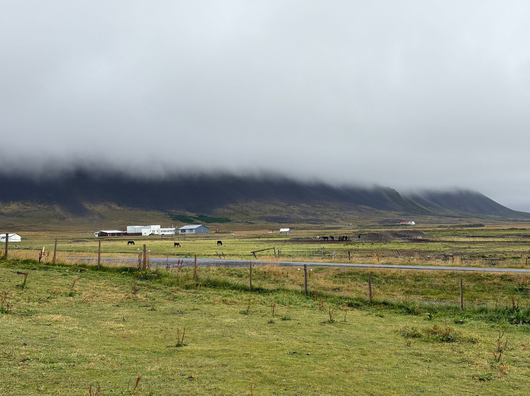 Lysuholl - Horseback riding tours-Snaefellsbaer必去景点