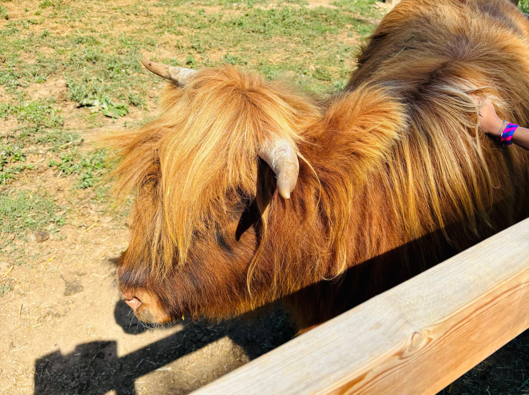 Quex Adventure Farm Park-Birchington必去景点