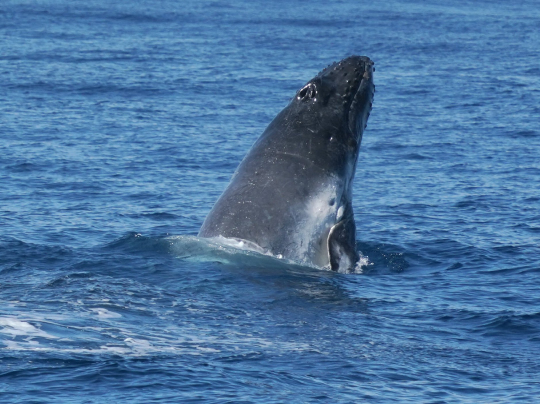 Whales Sunshine Coast-Buddina必去景点