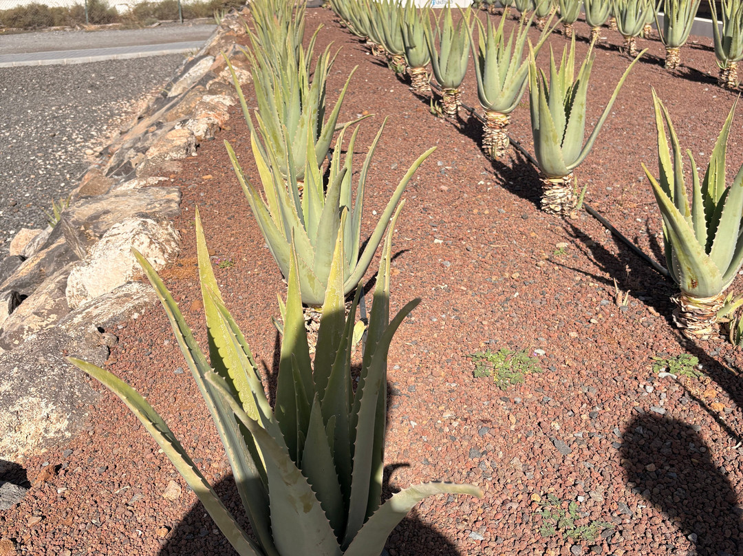 Finca Canarias Aloe Vera-特尔德必去景点