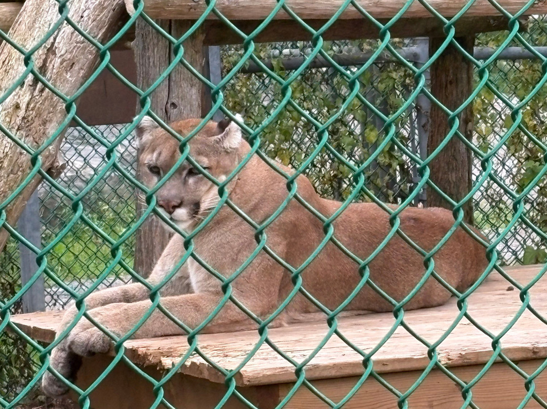 Jungle Cat World Wildlife Park-Orono必去景点