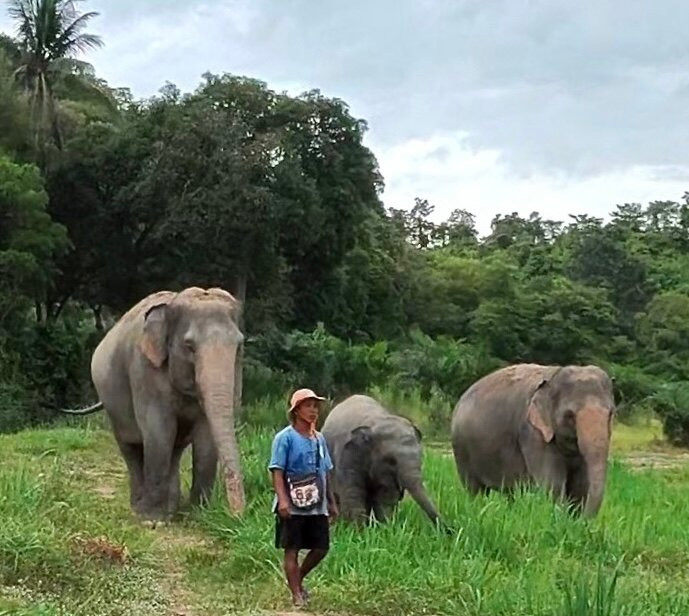 Pattaya Elephant Sanctuary-Bang Sare必去景点