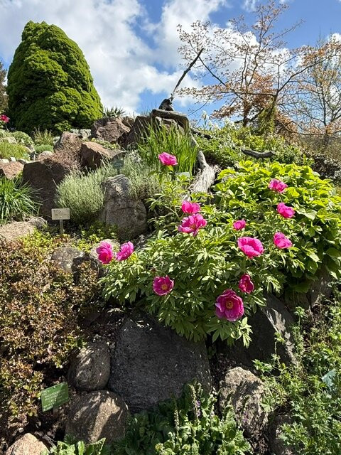 Botanical Garden-哥本哈根必去景点