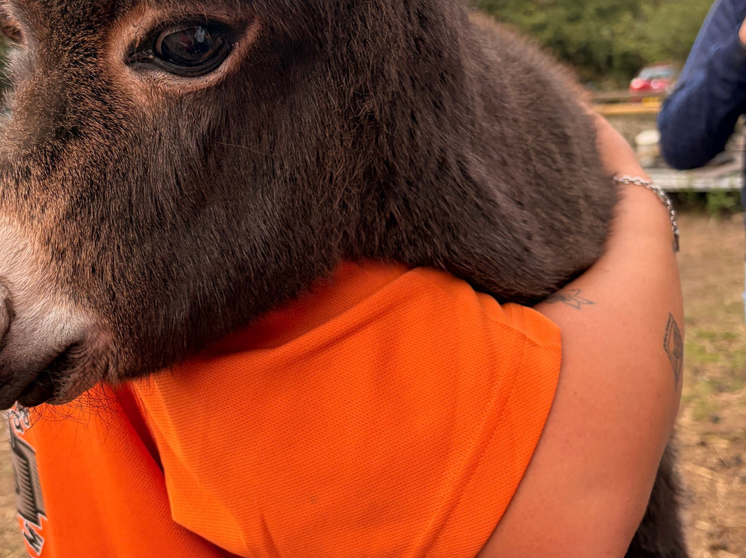 Lucky Tails Alpaca Farm-Atherstone必去景点