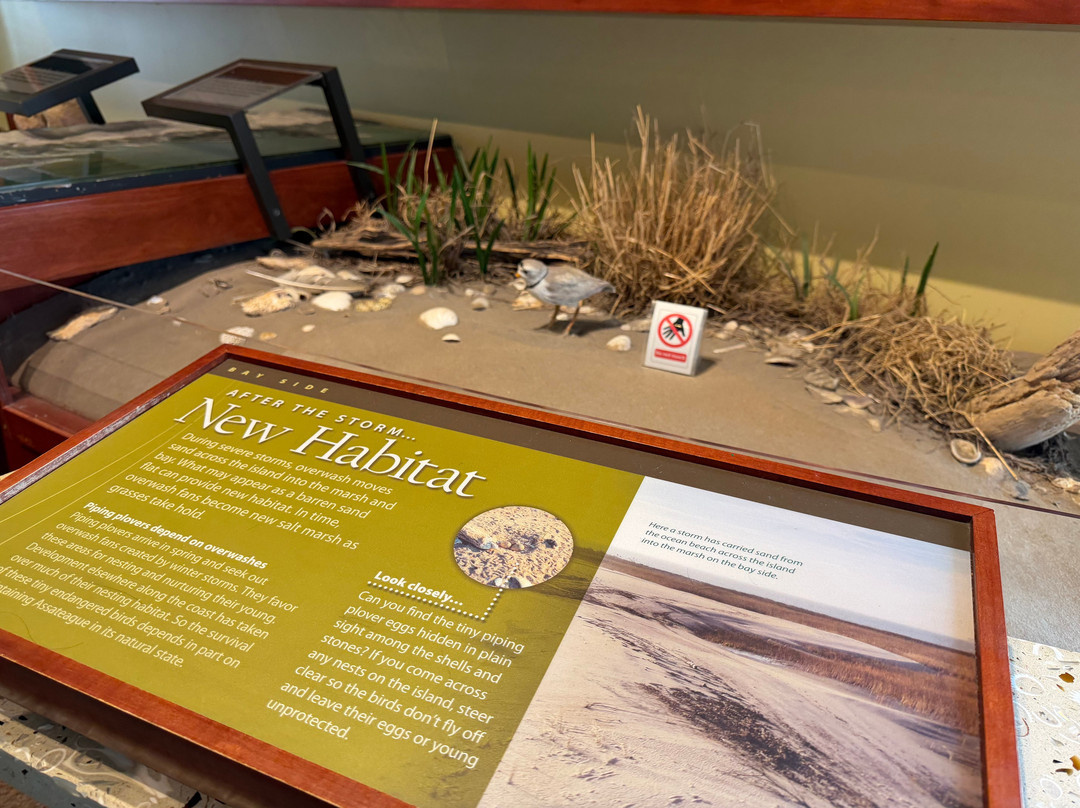 Assateague Island National Seashore-Assateague Island必去景点