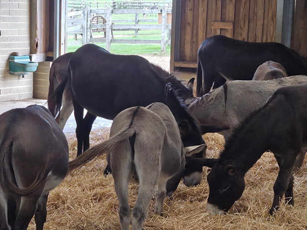 The Donkey Sanctuary-西德茅斯必去景点