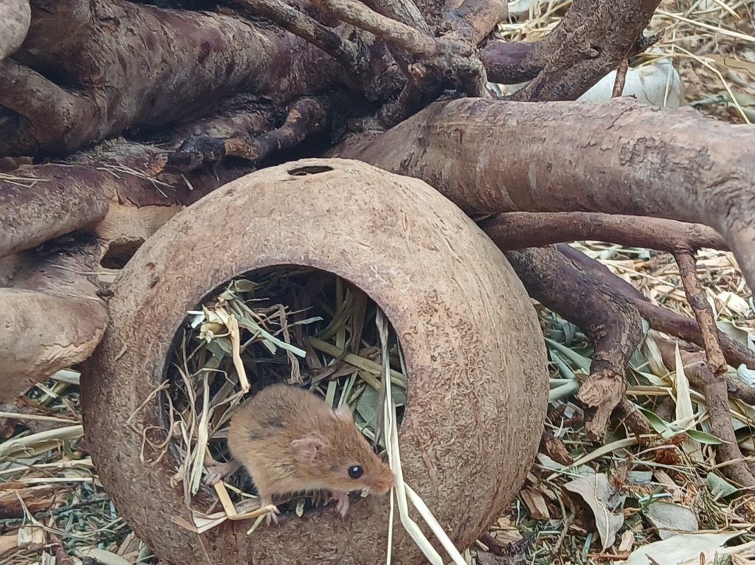 New Forest Wildlife Park-Ashurst必去景点