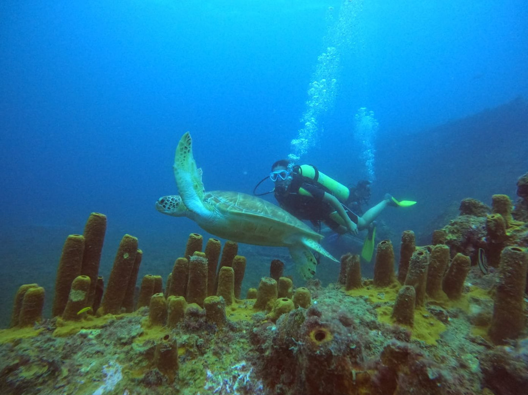 Aruba Premier Boat and Dive-奥腊涅斯塔德必去景点