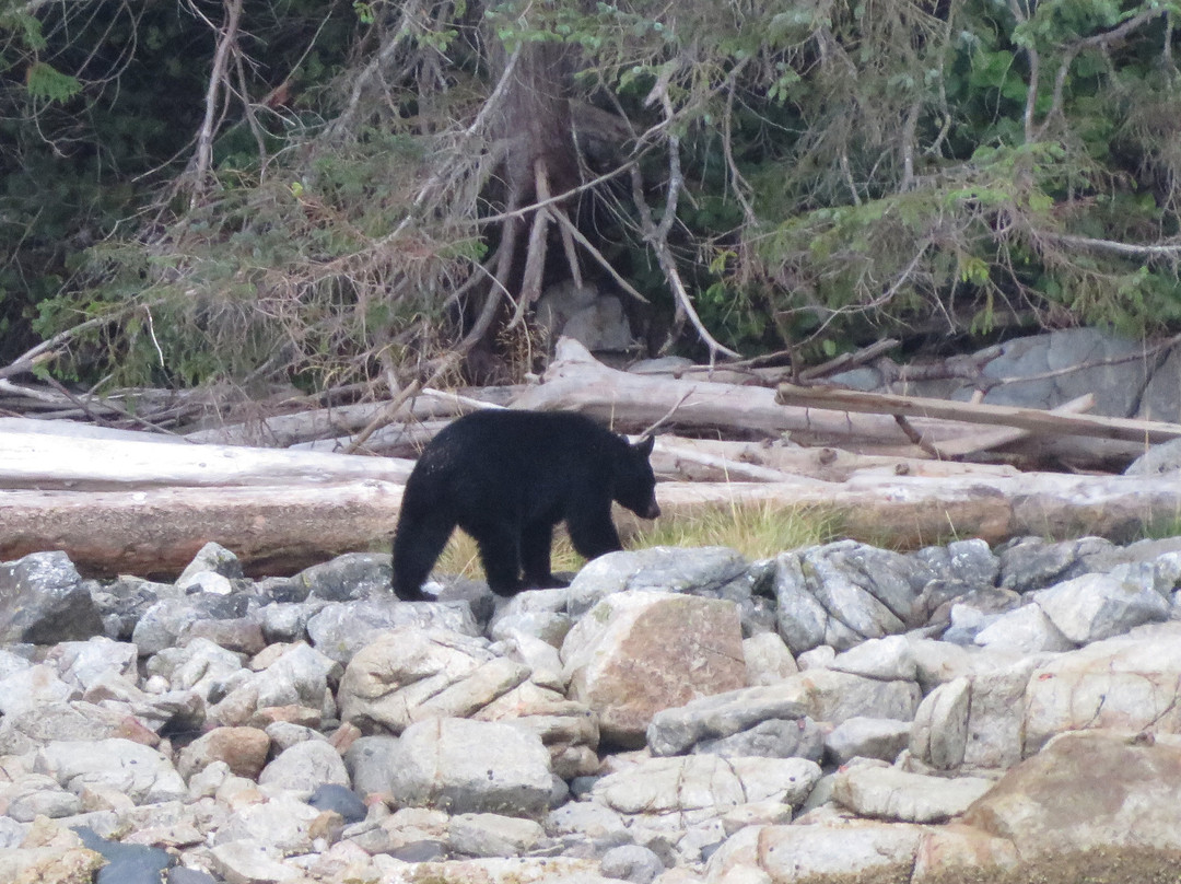 Tide Rip Grizzly Tours-Telegraph Cove必去景点