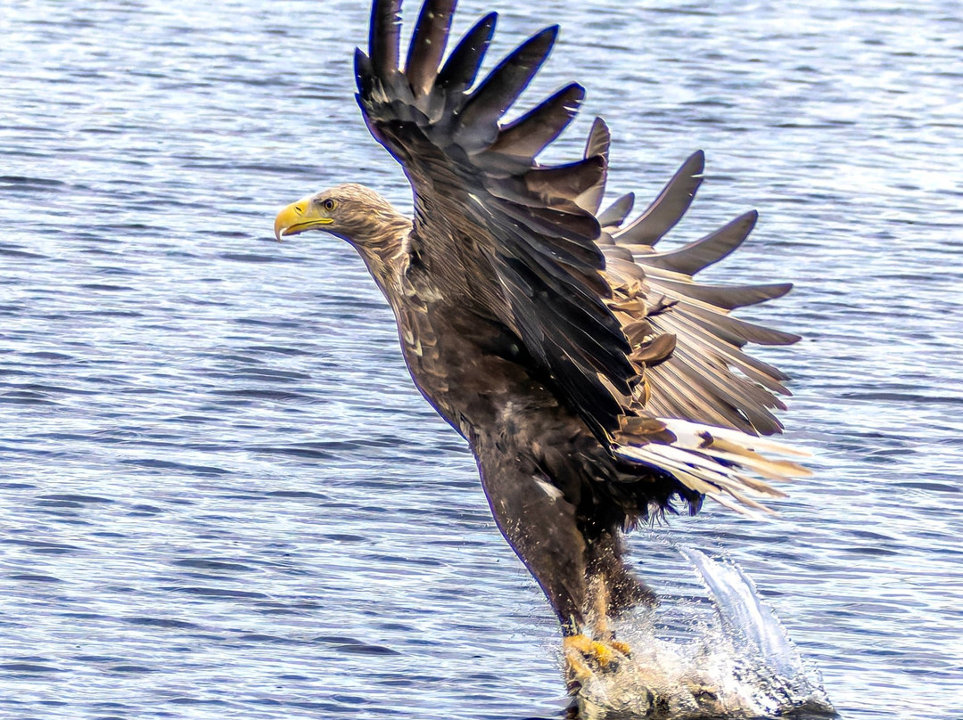 Loch Shiel Cruises-Glenfinnan必去景点