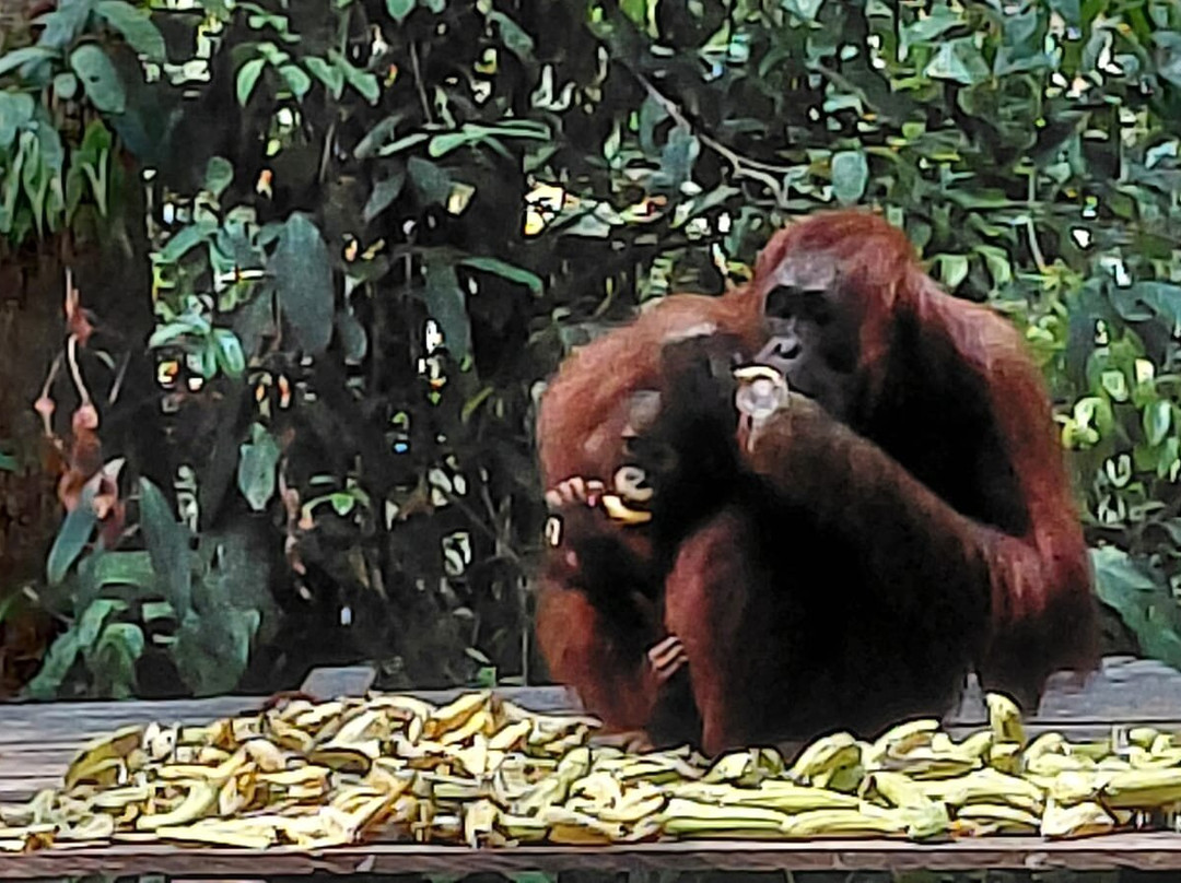 Orangutan Houseboat Tour-Kumai必去景点