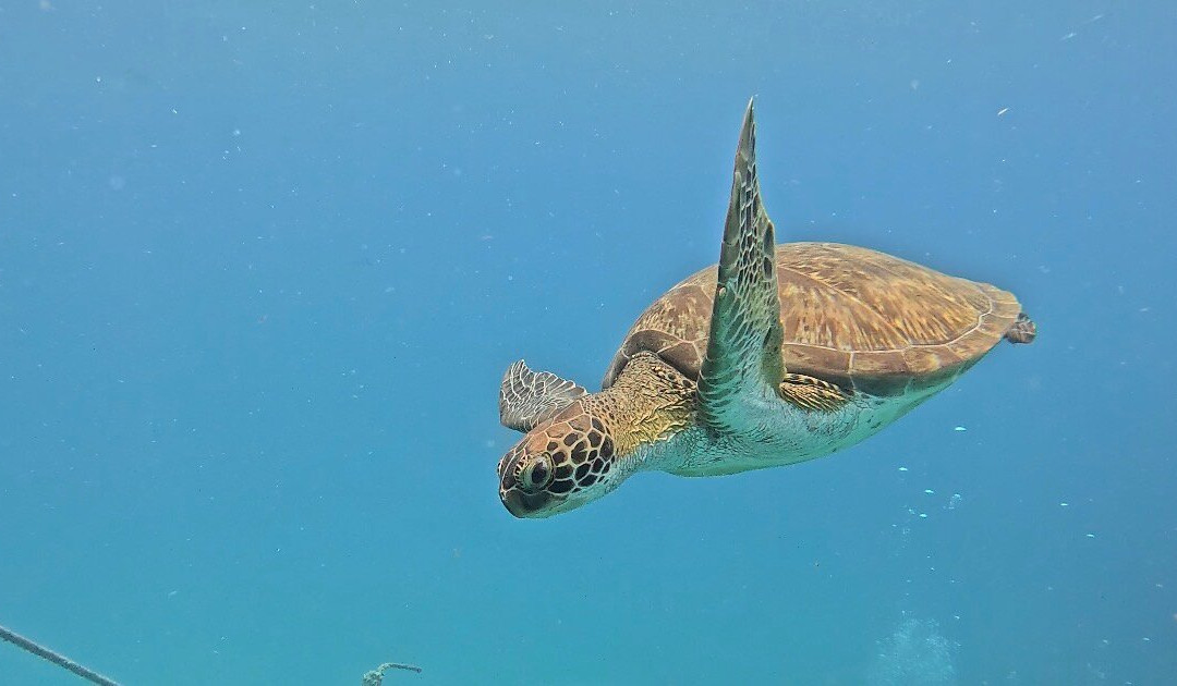 SXM Divers-Cole Bay必去景点