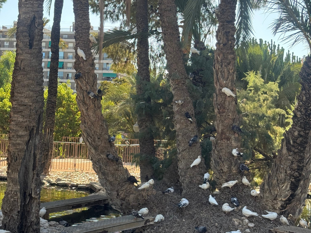 Palmeral of Elche-埃尔切必去景点