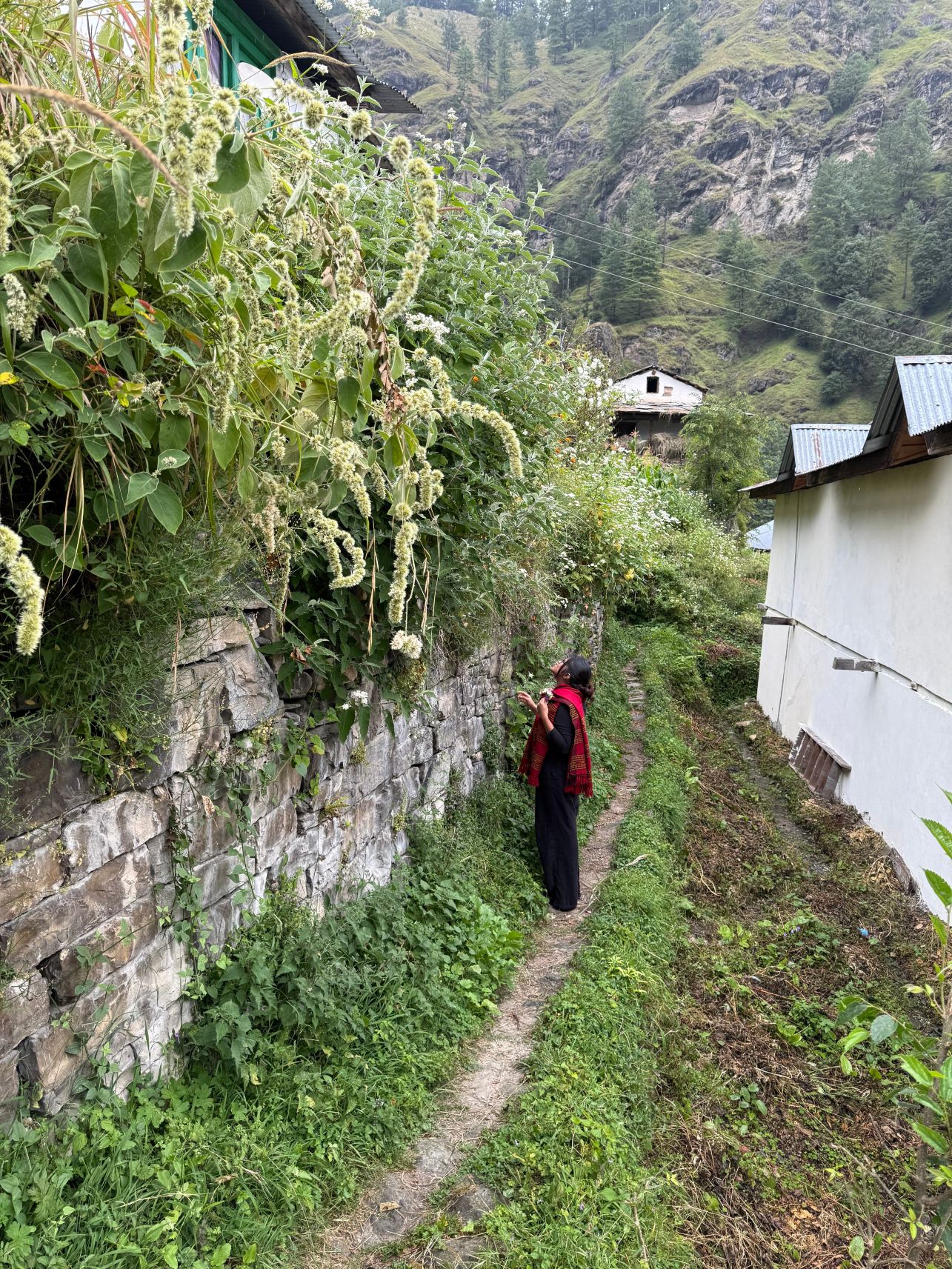 Zostel Homes Laida (Jibhi)-旅行者