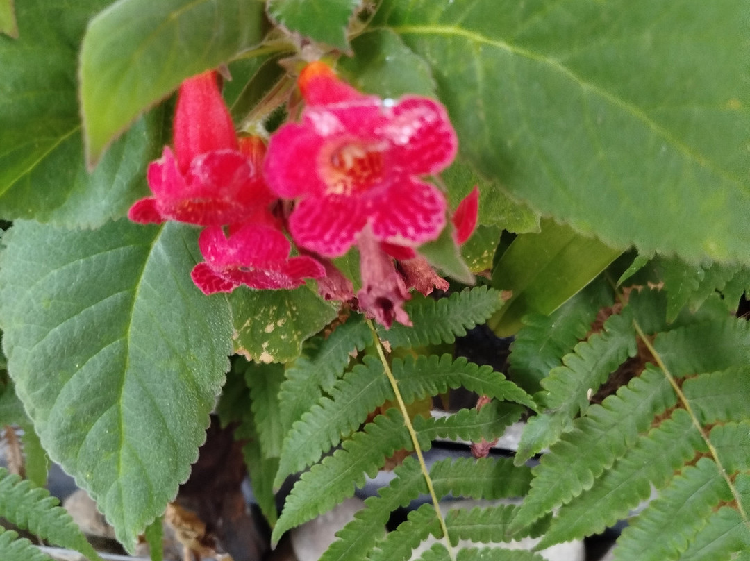 Orquidario de Estepona-埃斯特波纳必去景点