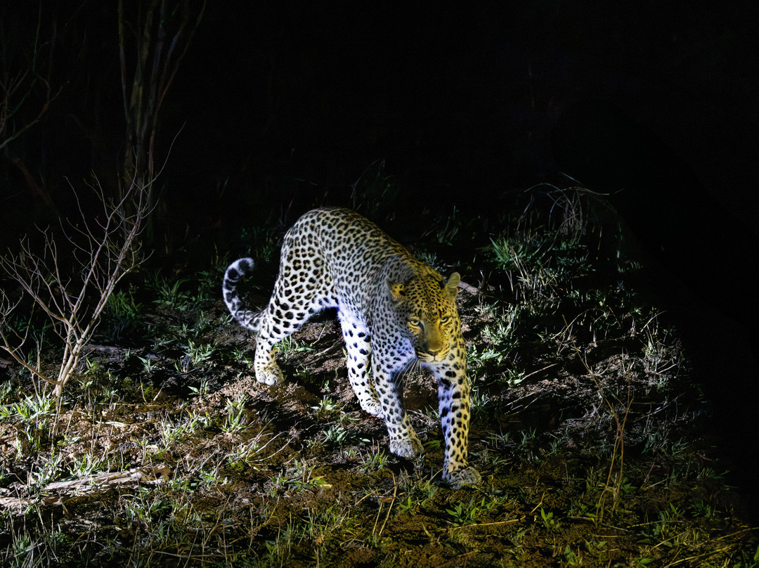 Moriti Private Safaris-克鲁格国家公园必去景点