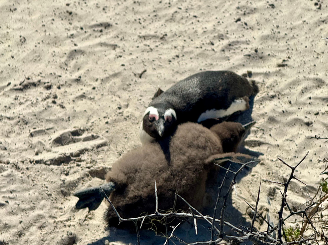 Boulders Beach Penguin Colony-西门镇必去景点