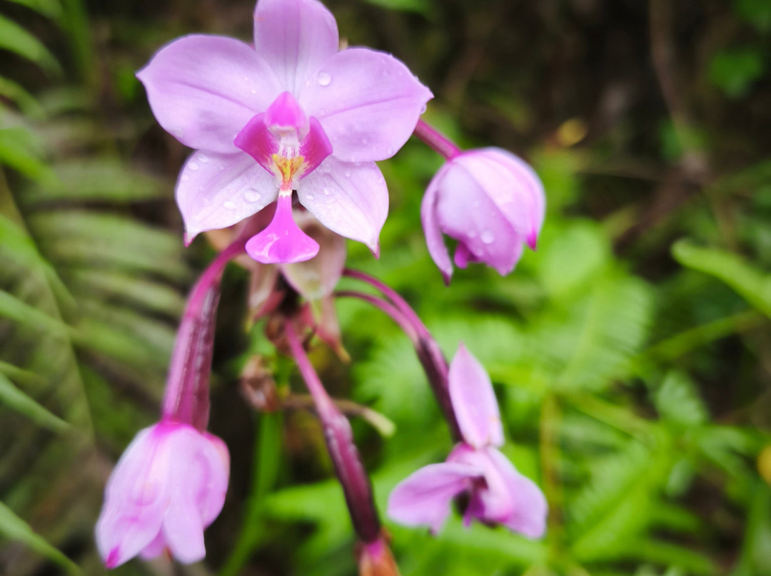 Flores Pristine Tour-Labuan Bajo必去景点