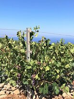 Manalis Winery-Sikinos必去景点