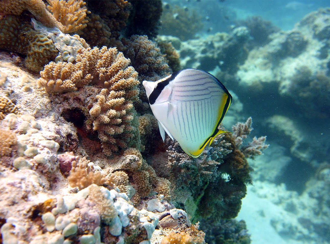 Fun Divers Zanzibar景点图片