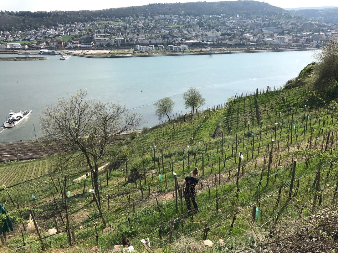 Weingut Chat Sauvage