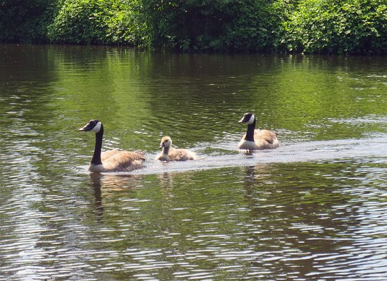 Wild- und Freizeitpark Ostrittrum景点图片