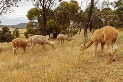 MillDuck StrawBale B&B主图