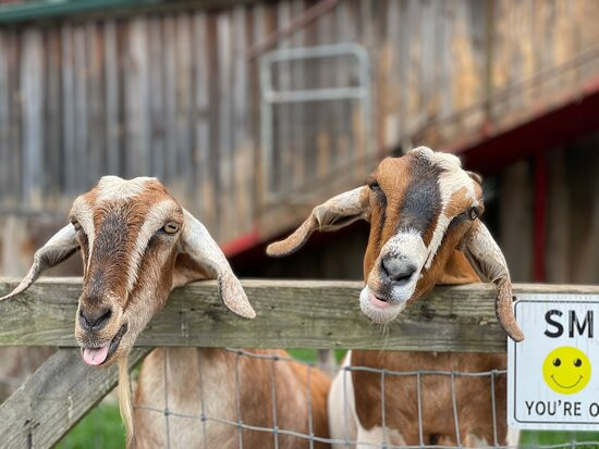 Goats on the Roof景点图片
