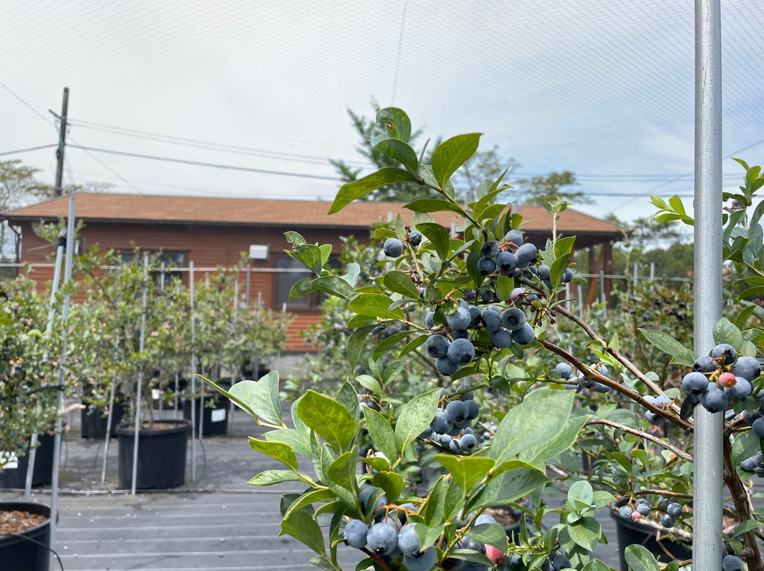 Blueberry Factory Gifu-川边町必去景点