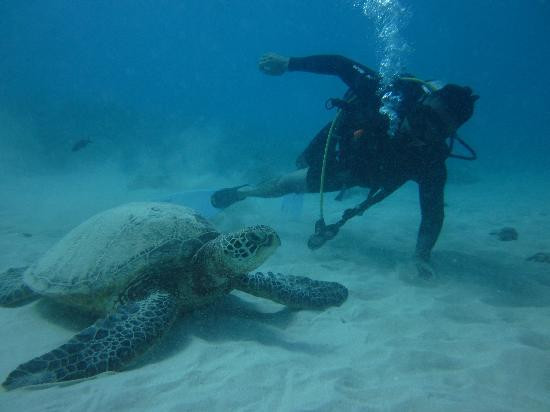Waikiki Dive Center-火奴鲁鲁必去景点