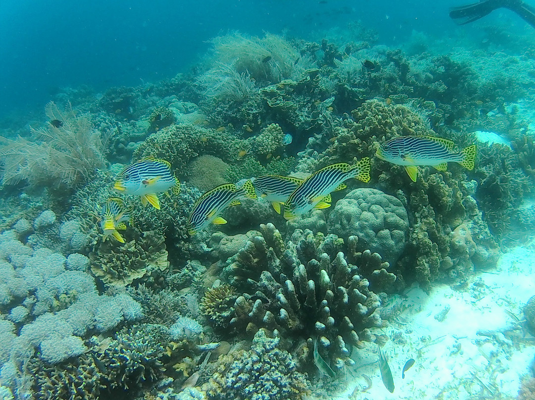 Coral Sea Dive Cebu-拉普拉普必去景点
