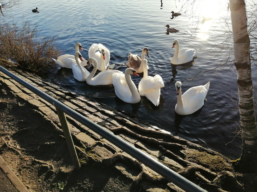 Drumpellier Country Park景点图片