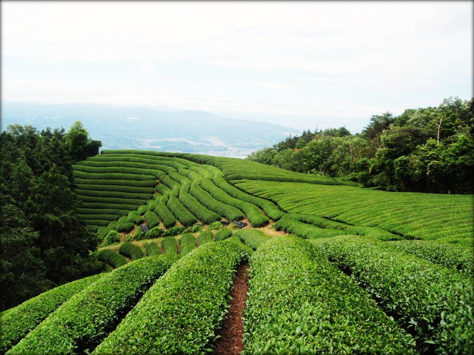 和束町旅游景点-Kyoto Obubu Tea Farms