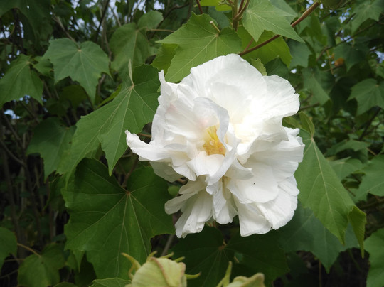 Charleston Cavalier Tours-查尔斯顿必去景点