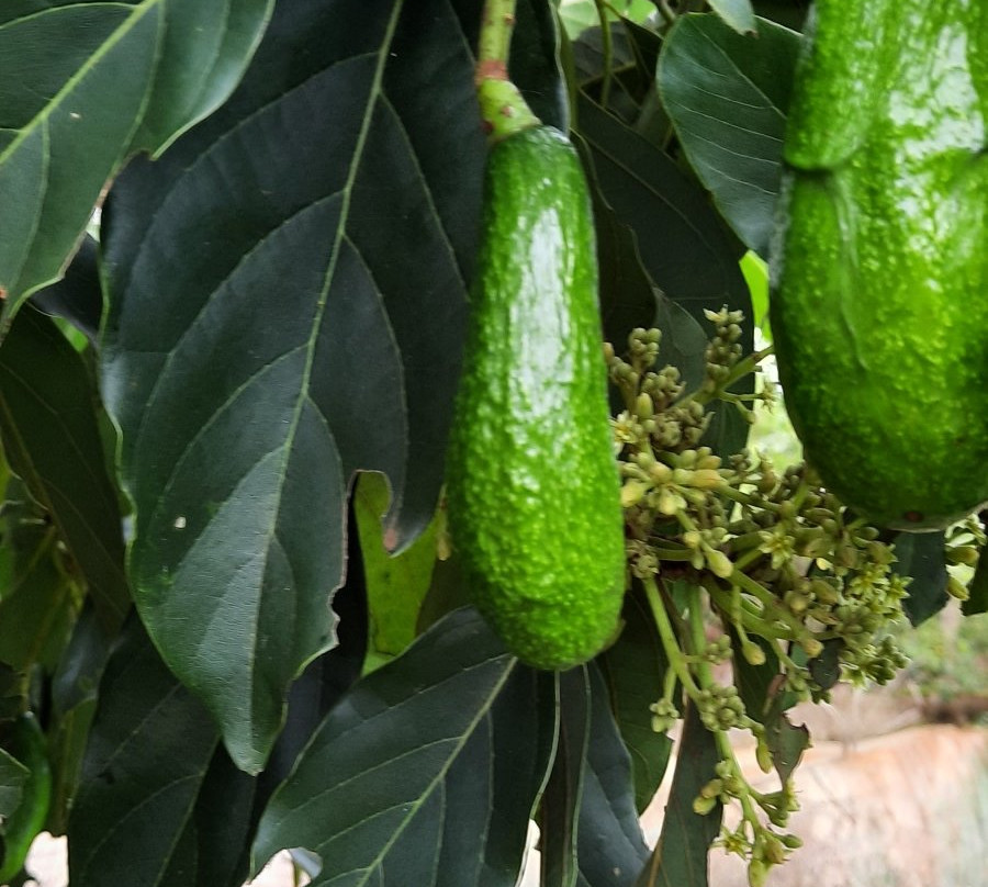 Me Linh旅游攻略图片