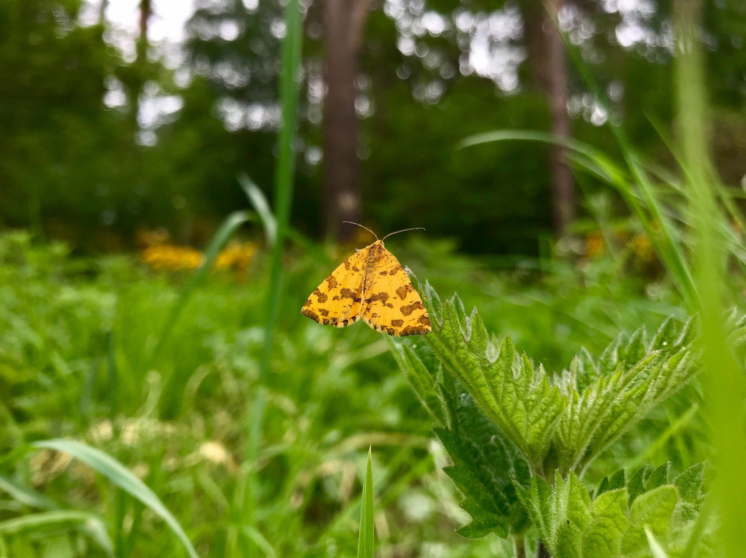 Weeting Heath Nature Reserve - Norfolk Wildlife Trust景点图片