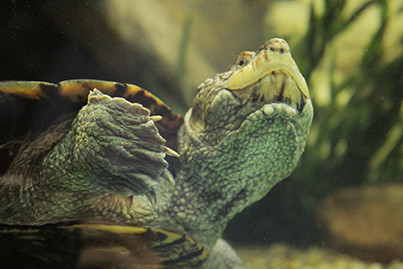 National Mississippi River Museum & Aquarium景点图片