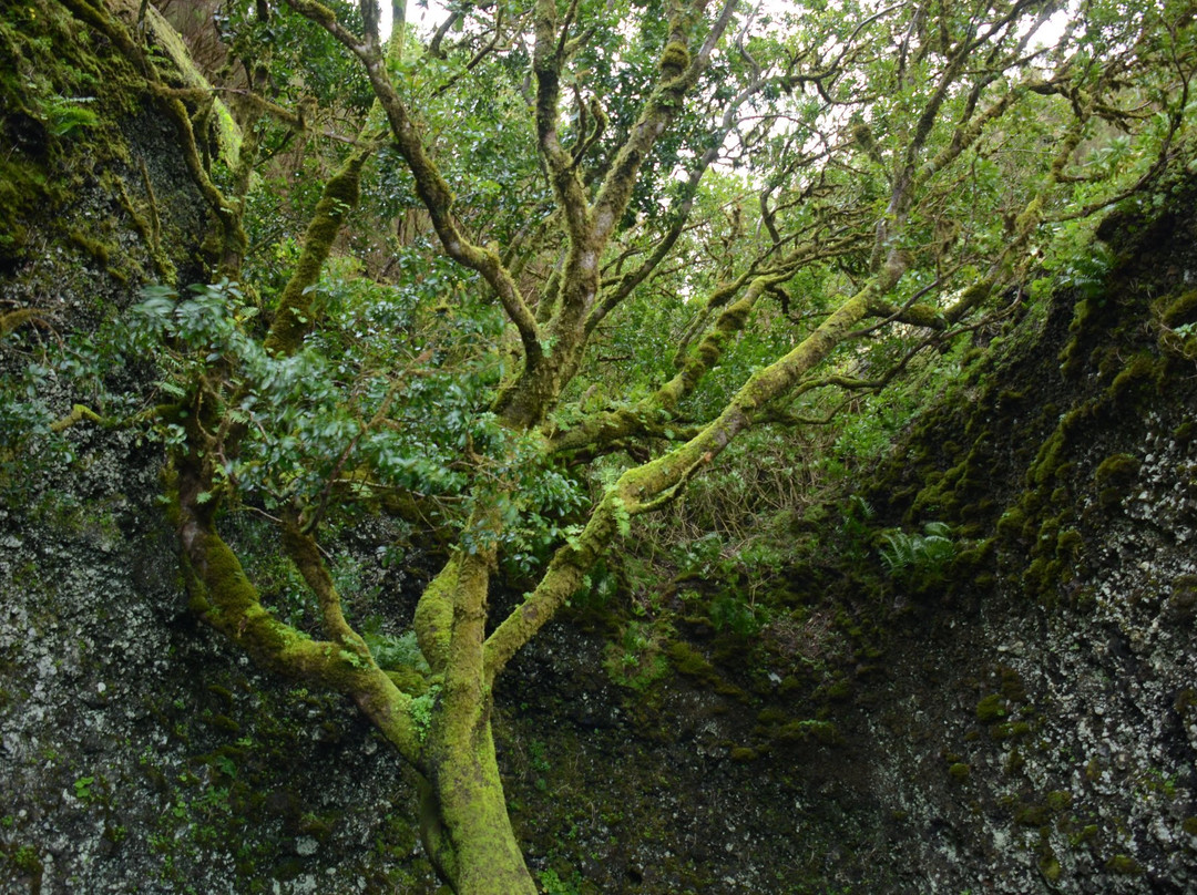 Garoé árbol santo景点图片